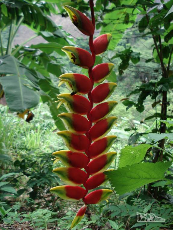 Muitas flores na região de Pancas, nos Pontões Capixabas, noroeste do Espírito Santo (foto de Dez/2008)